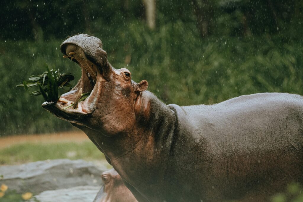 A hippopotamus with mouth wide open eating green leaves outdoors in rainy weather.